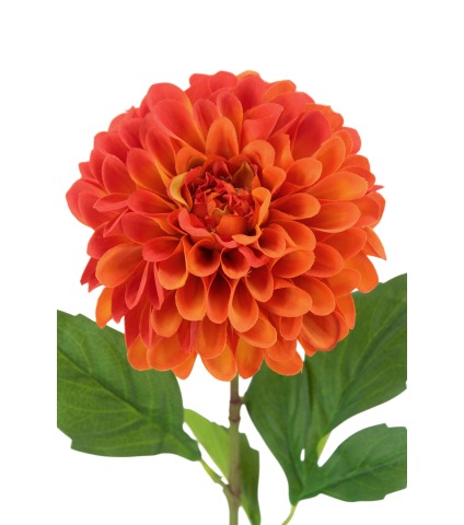 Dahlia pompon orange