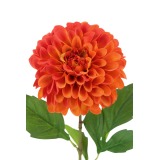 Dahlia pompon orange