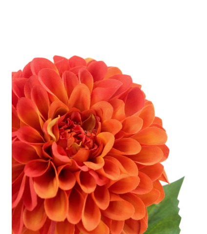 Dahlia pompon orange