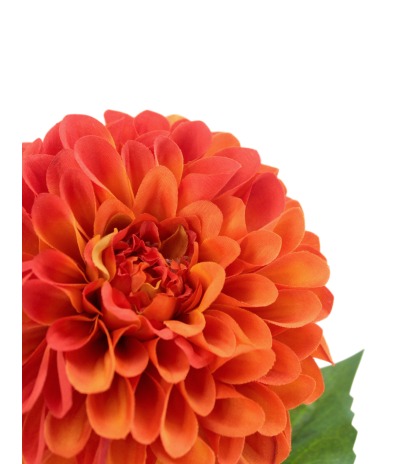 Dahlia pompon orange