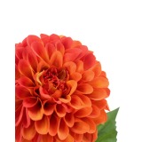 Dahlia pompon orange