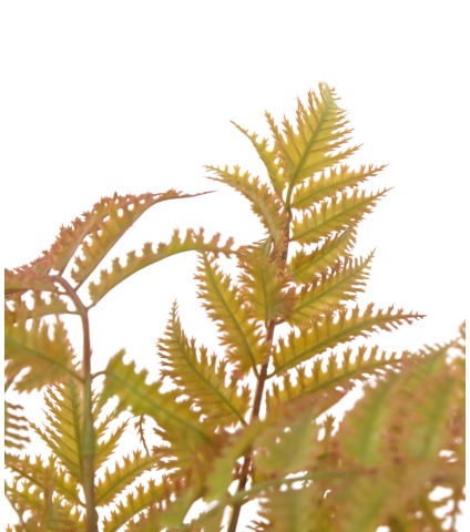 Fougère artificielle dryopteris cuivrée