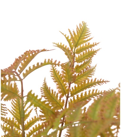 Fougère artificielle dryopteris cuivrée