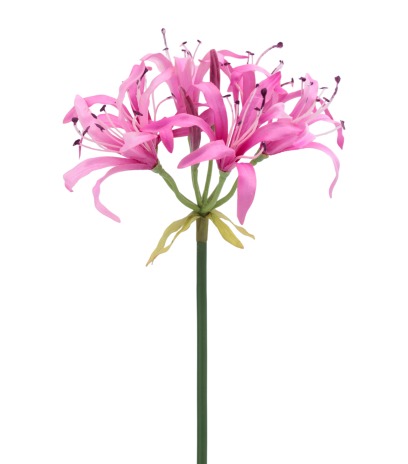 Nérine rose artificielle