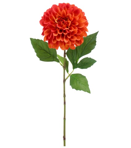 Dahlia pompon orange