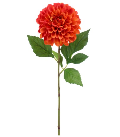 Dahlia pompon orange