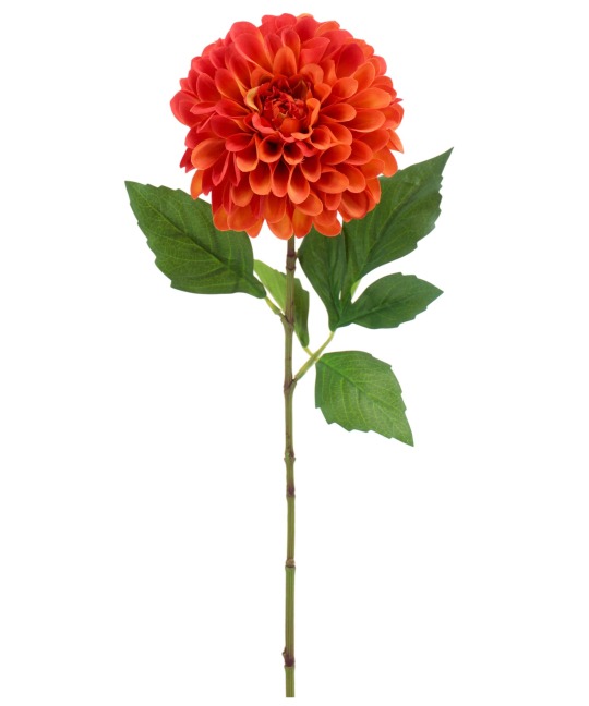 Dahlia pompon orange