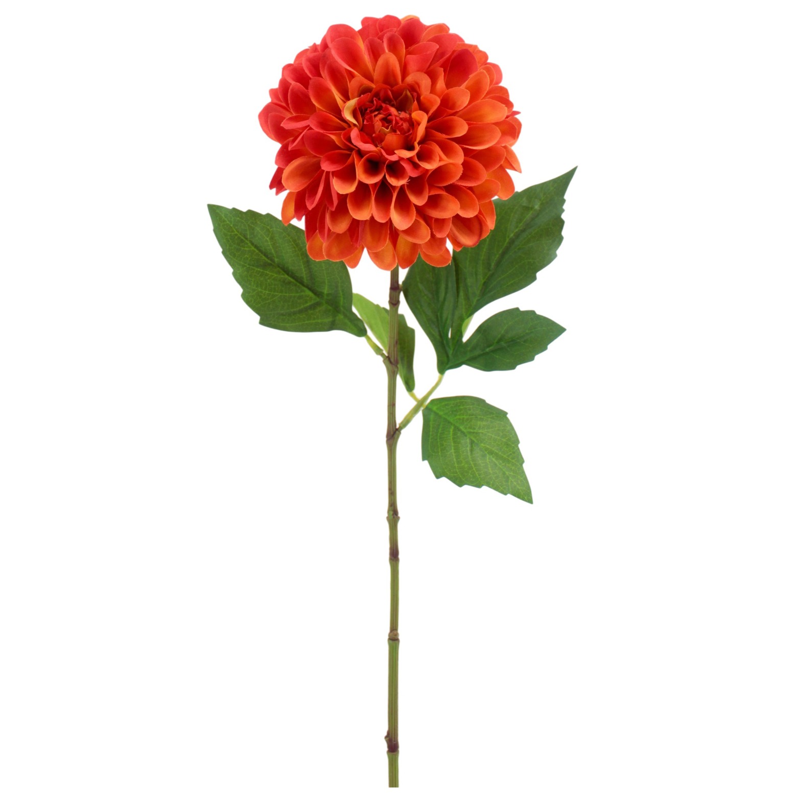 Dahlia pompon orange