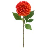 Dahlia pompon orange
