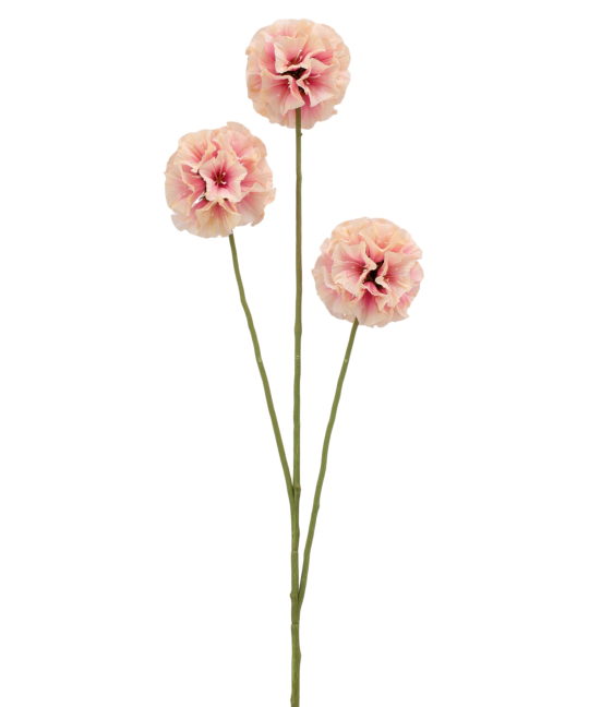 Scabieuse triandra rose...