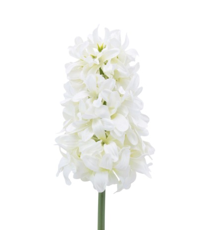 Jacinthe blanche artificielle