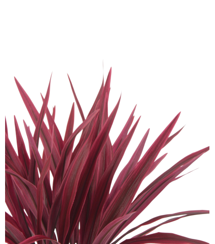 Chlorophytum artificiel rouge