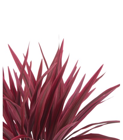 Chlorophytum artificiel rouge