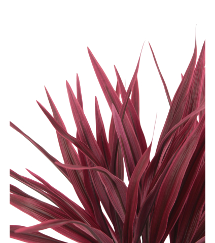 Chlorophytum artificiel rouge
