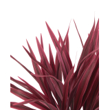 Chlorophytum artificiel rouge