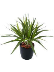 Chlorophytum artificiel vert