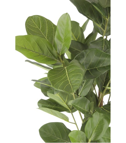 Ficus artificiel large robusta