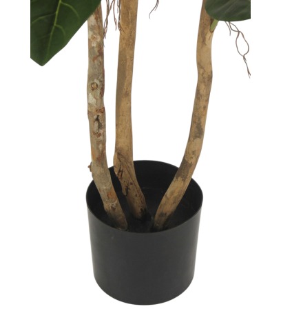 Pot