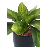 Hosta guacamole artificielle