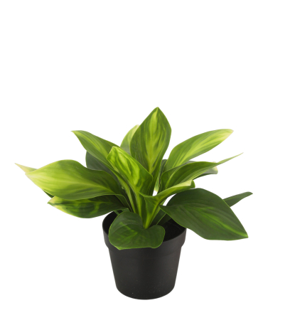 Hosta guacamole artificielle
