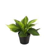 Hosta guacamole artificielle