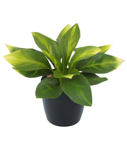Hosta guacamole artificielle