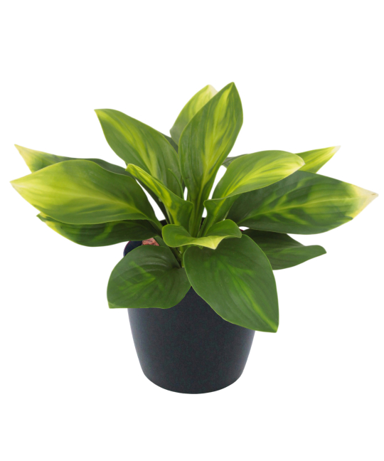 Hosta guacamole artificielle