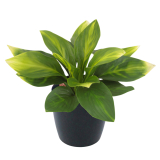 Hosta guacamole artificielle