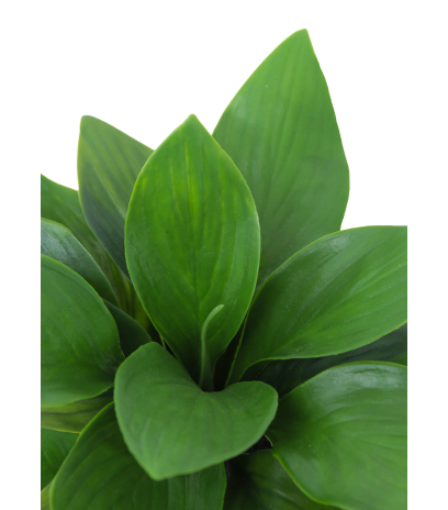 Petit hosta artificiel vert