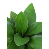 Petit hosta artificiel vert