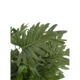 Philodendron selloum artificiel