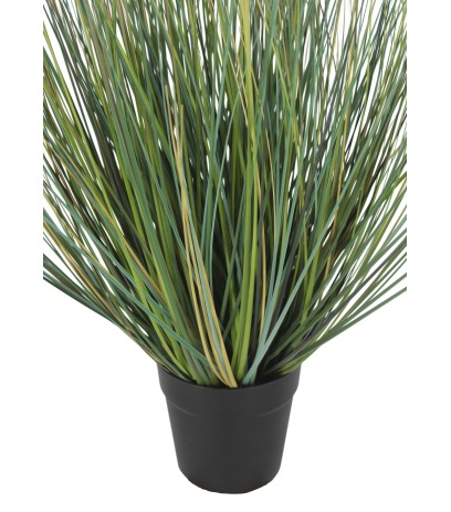 Pot
