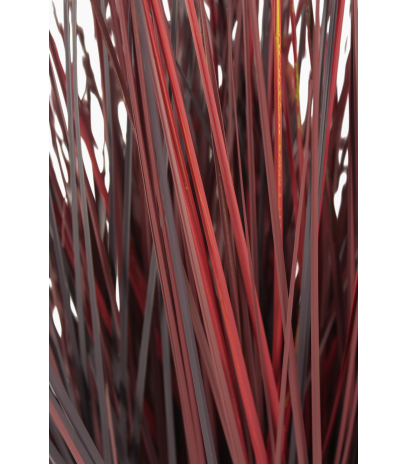 Herbe de feu artificielle
