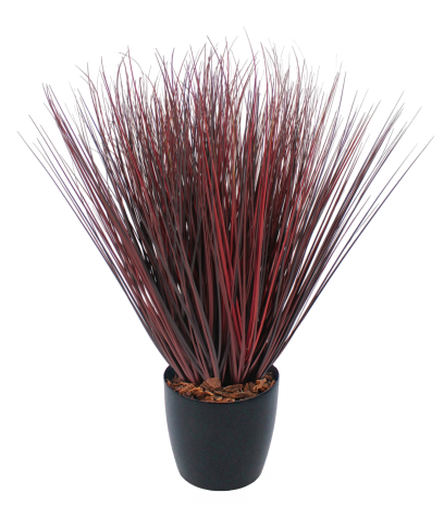 Herbe de feu artificielle