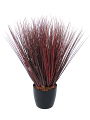 Herbe de feu artificielle