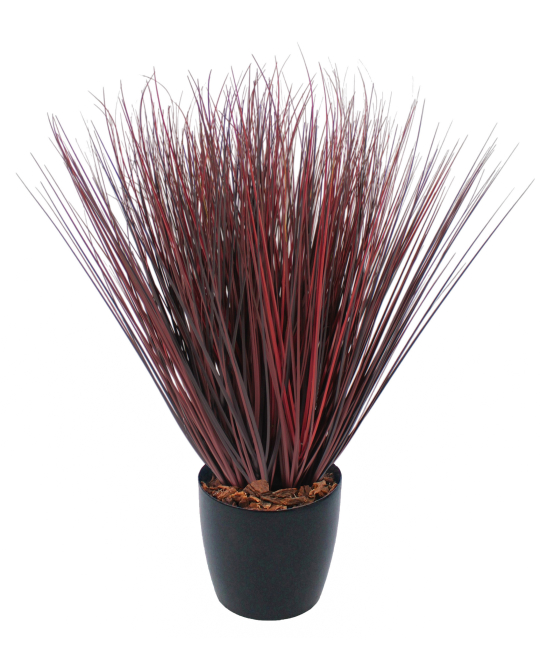Herbe de feu artificielle