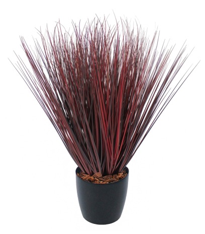 Herbe de feu artificielle