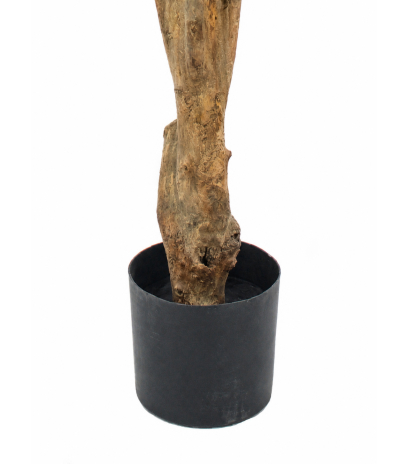 Pot
