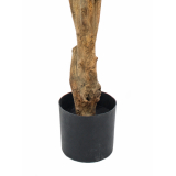 Pot