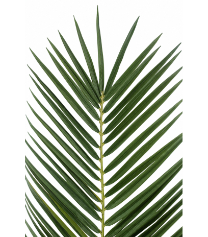 Feuille de palmier phœnix géante