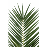 Feuille de palmier phœnix géante