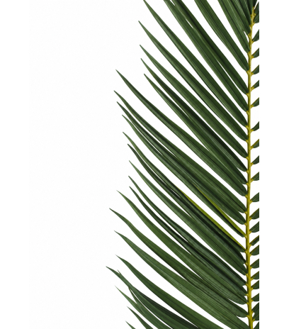 Feuille de palmier phœnix géante