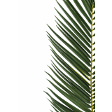 Feuille de palmier phœnix géante