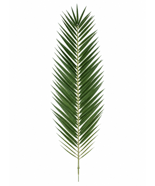 Feuille de palmier phœnix géante