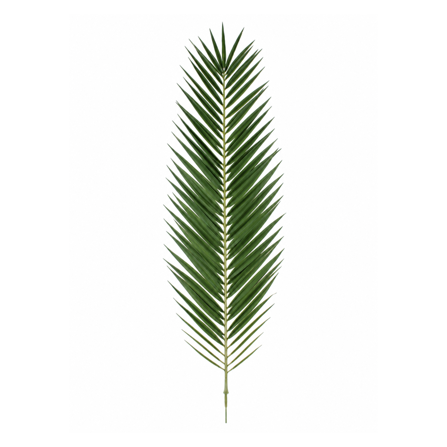 Feuille de palmier phœnix géante