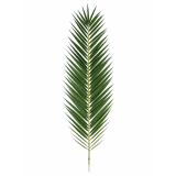 Feuille de palmier phœnix géante