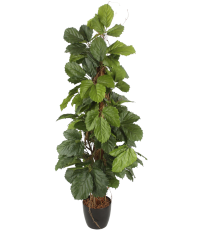 Vigne marronnier artificielle