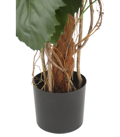 Pot