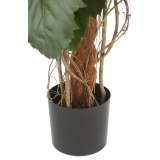 Pot