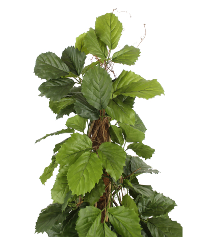 Vigne marronnier artificielle